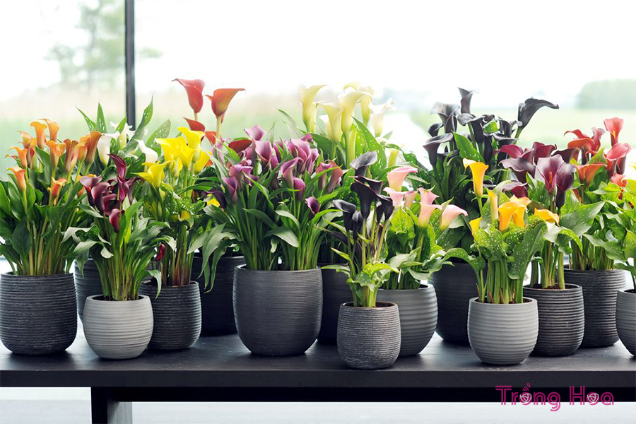 Ý nghĩa của hoa rum đại diện cho một tình yêu sâu sắc