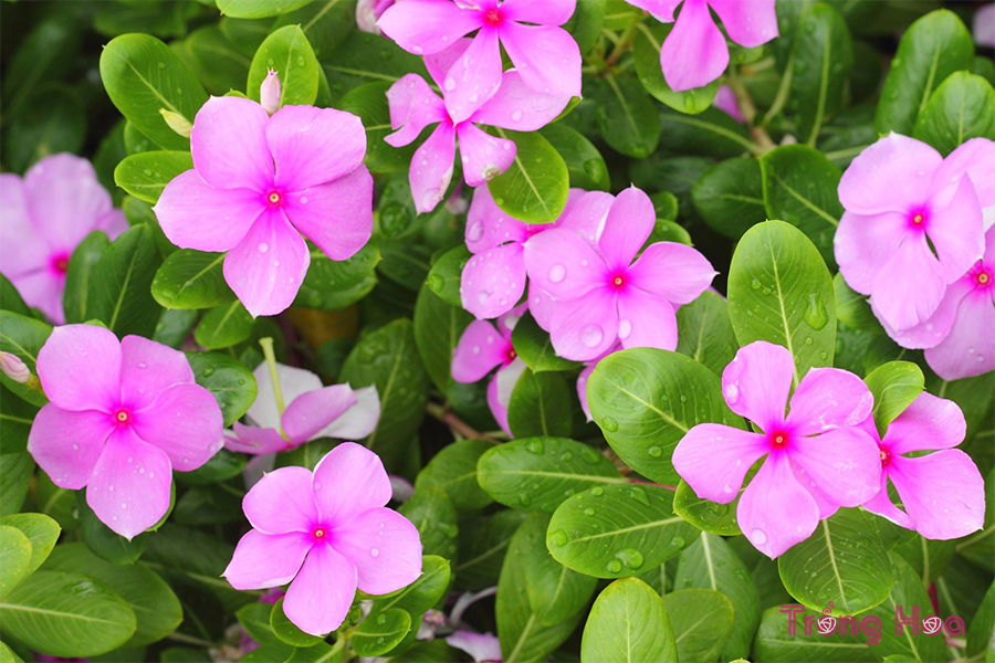 Hoa dừa cạn (Periwinkle) – Catharanthus Roseus