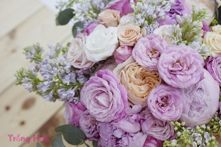 Hoa mao lương (Persian buttercup) – Ranunculus asiaticus