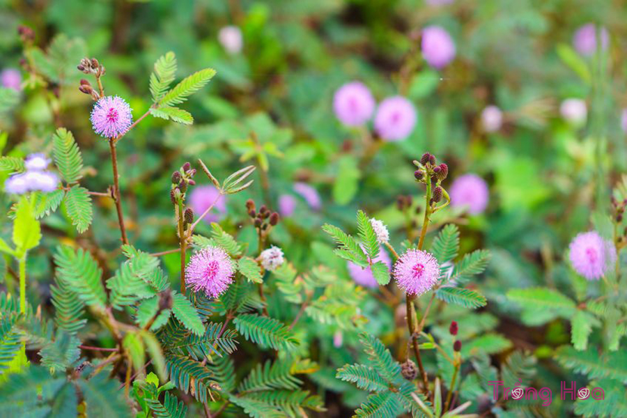 Hoa trinh nữ (Pudica)- Mimosa pudica L
