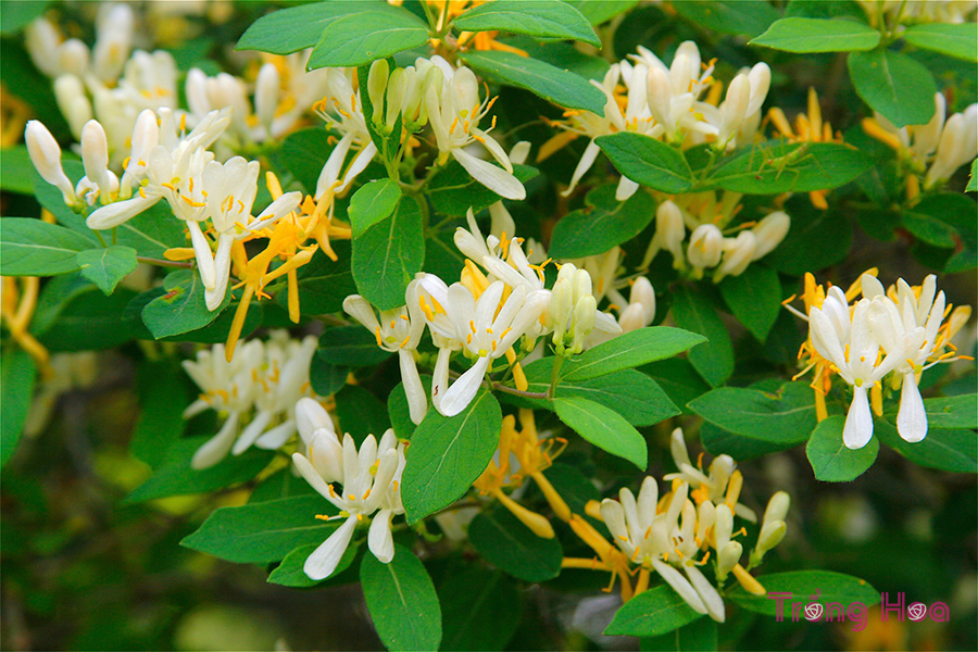 Hoa kim ngân (Honeysuckle) – Lonicera japonica Thunb