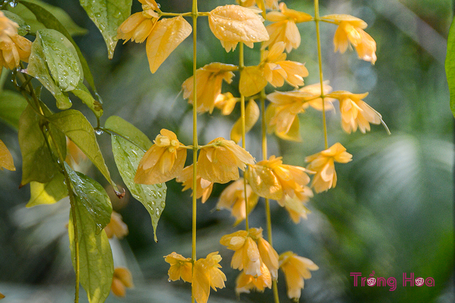 Hoa lan hoàng dương – Petraeovitex bambusetorum