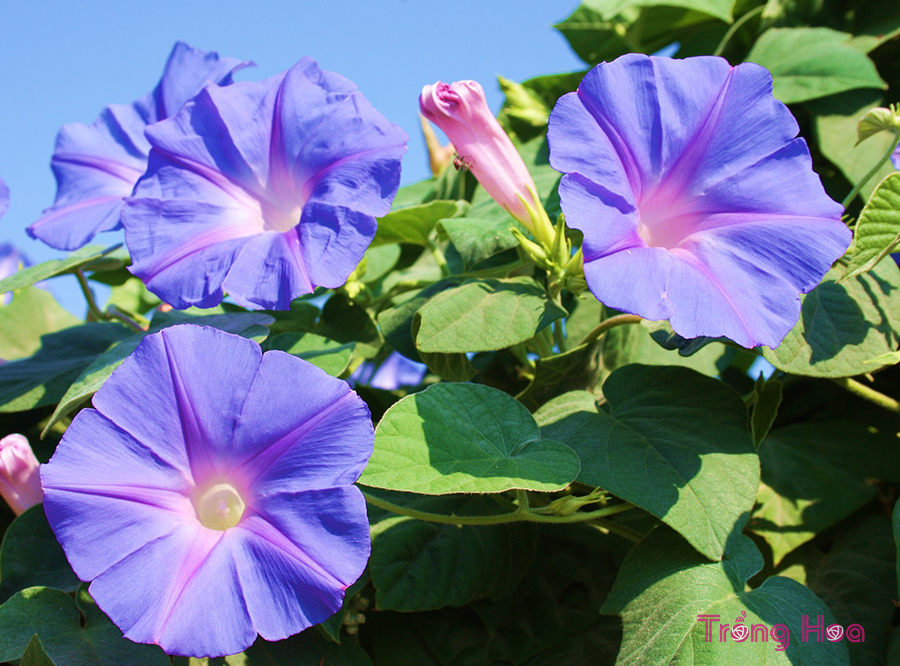 Hoa bìm bìm (Morning Glory) – Ipomoea cairica (L) Sweet