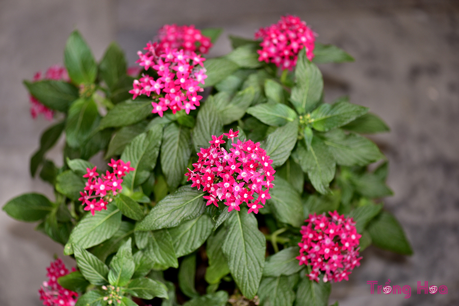 Hoa Diễm Châu – Pentas Lanceolata