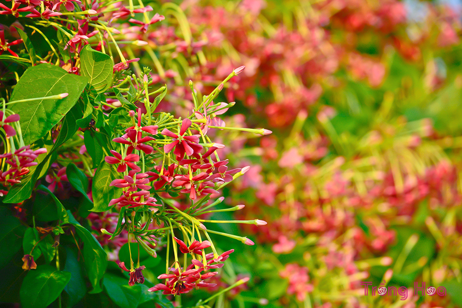 Hoa sử quân tử – Combretum indicum
