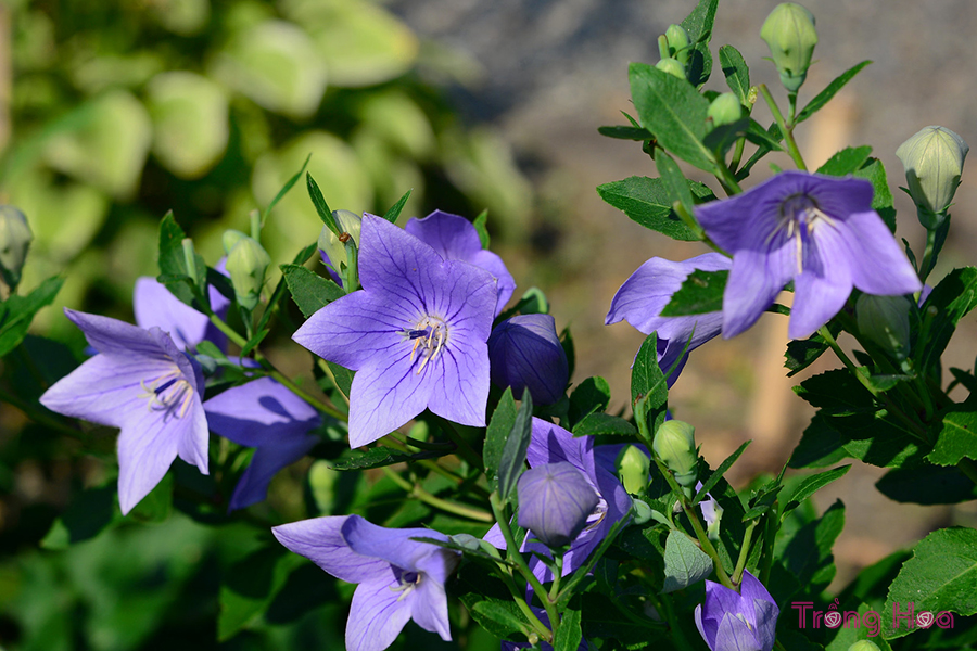 Hoa cát cánh (Balloon Flower) – Platycodon grandiflorum
