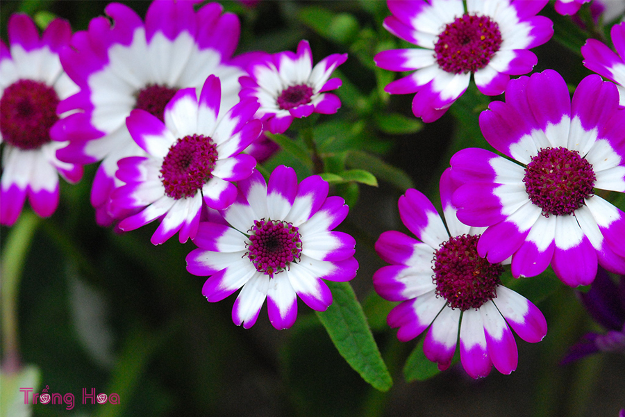 Hoa cúc lá nho (Cúc lọ lem) – Cineraria hybrid