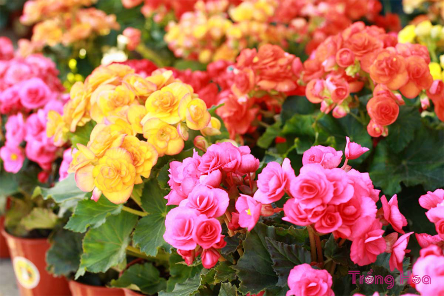 Hoa thu hải đường – Begonia