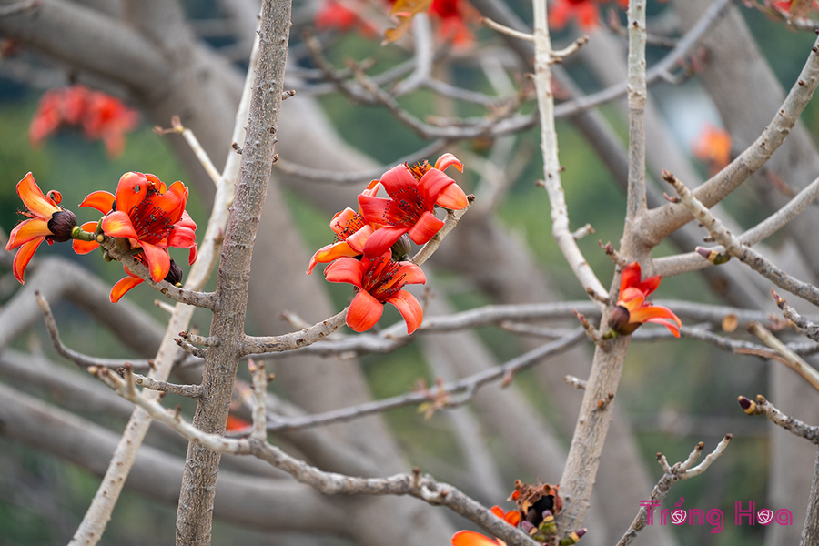 Sự tích hoa gạo về chàng trai nghèo và cô sơn nữ