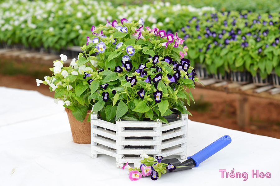 Cắt tỉa hoa tô liên giúp cho hoa cứng cáp và khỏe mạnh hơn