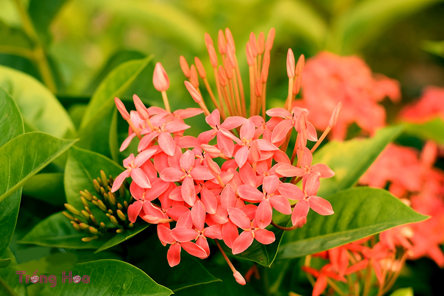 Hoa trang (Hoa mẫu đơn ta) – Ixora coccinea