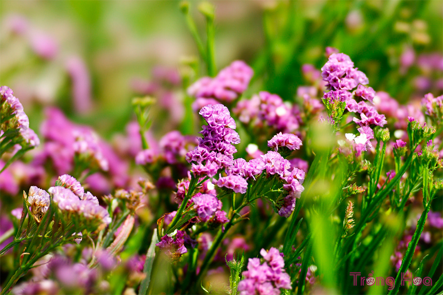 Hoa Salem – Limonium sinuatum