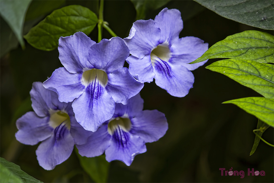 Truyện ngắn: Giàn hoa cát đằng – Mang Viên Long