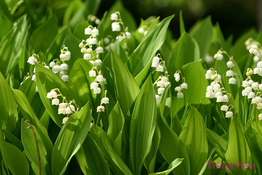Hoa linh lan (Lan chuông) – Convallaria majalis