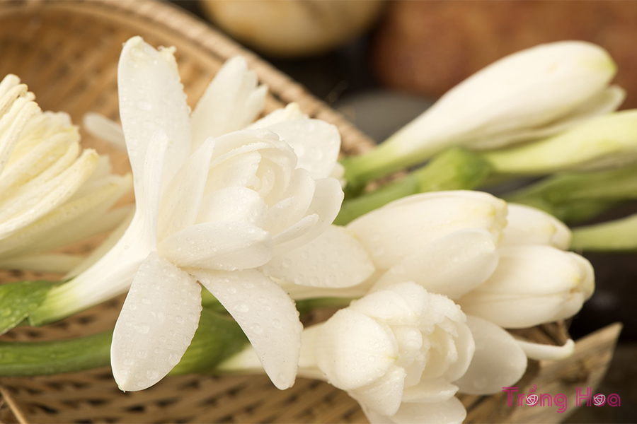 Sự tích hoa Huệ về cô gái bán trầm hương bảo vệ dân làng