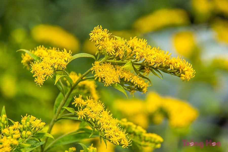 Hoa cúc hoàng anh (Goldenrod) – Solidago Virgaurea