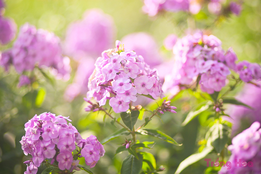 Hoa Phơ lốc (Thiên Lam Tú Cầu) – Phlox