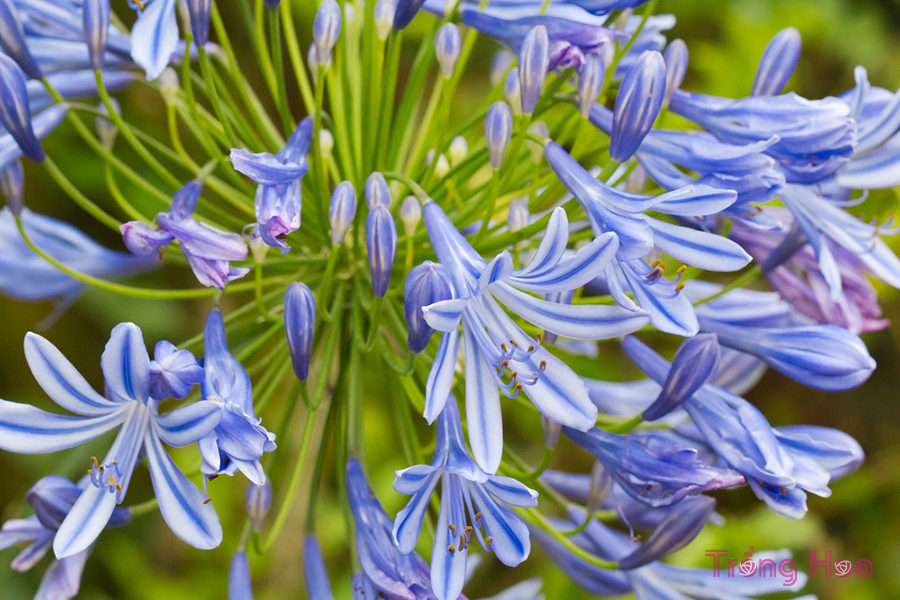 Hoa thanh anh - Agapanthus Africanus