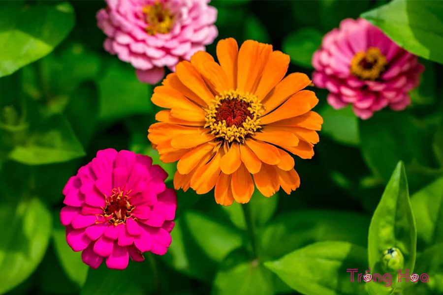 Hoa cúc ngũ sắc (Cúc lá nhám)- Zinnia