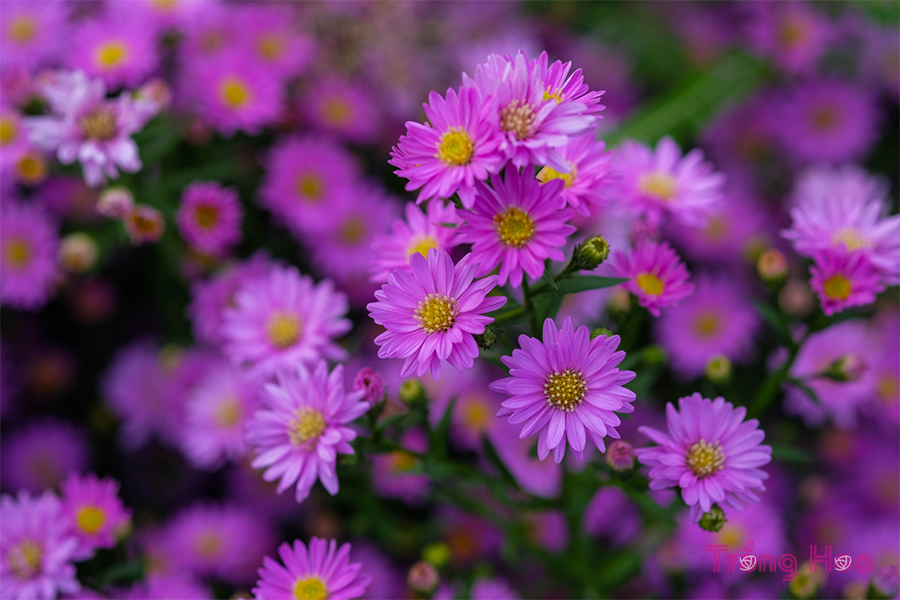 Hoa thạch thảo (Cúc cánh mối) – Aster amellus