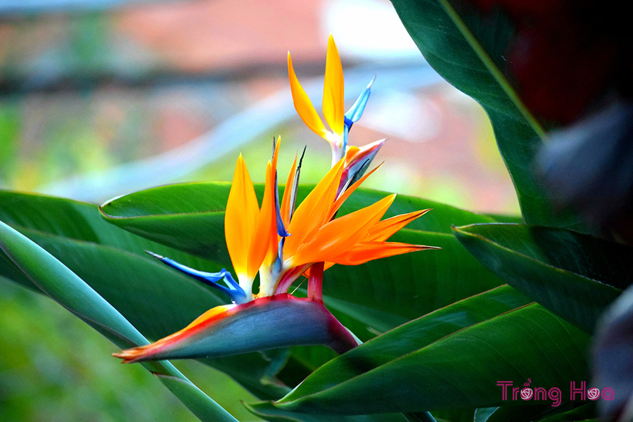 Ý nghĩa hoa thiên điểu mang thông điệp gắn bó trọn đời
