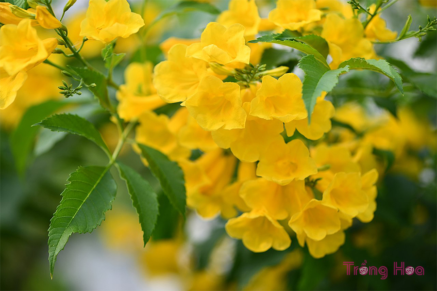 Hoa huỳnh liên (Yellow elder)- Tecoma stans