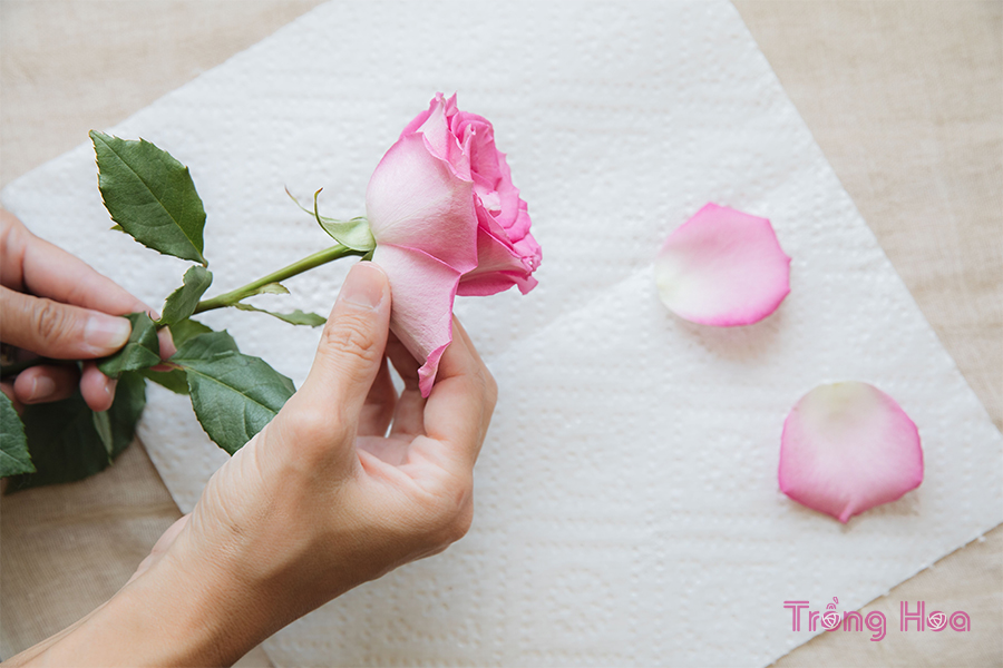 Cách làm khô cánh hoa hồng để làm trà và đồ thủ công