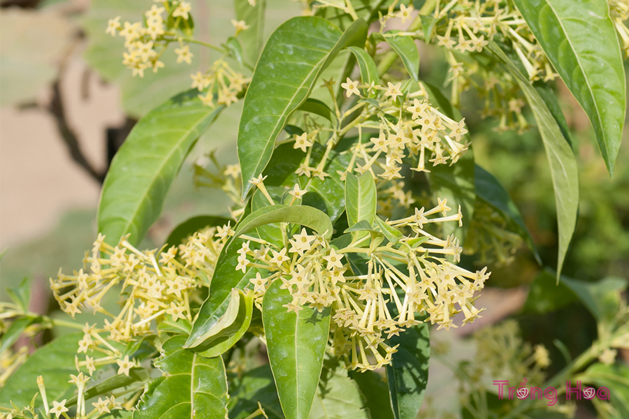 Hoa dạ lý hương – Cestrum nocturnum