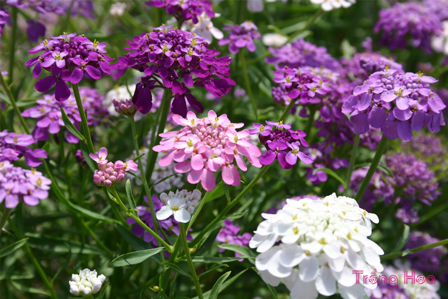 Hoa bụi đường (Candytuff) – Iberis Sempervirens