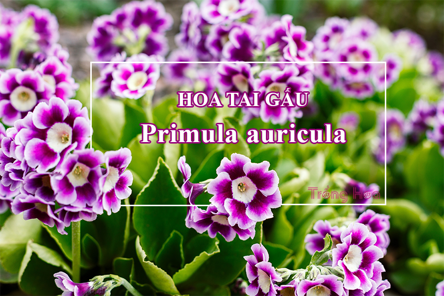 Hoa tai gấu- Primula auricula