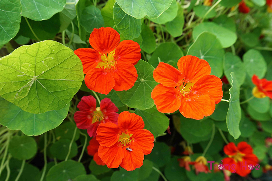 Hoa sen cạn - Tropaeolum majus L