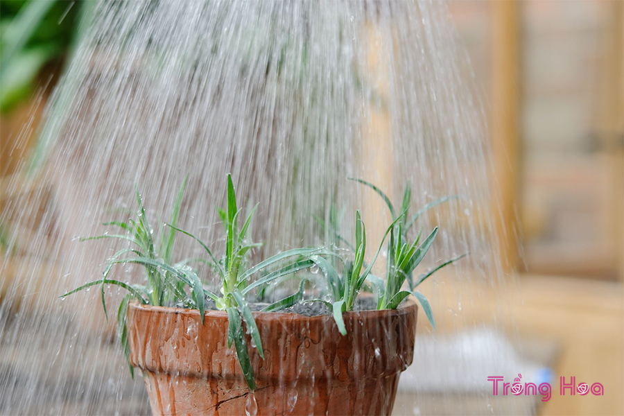 Cách giâm cành hoa cẩm chướng làm tăng số lượng hoa