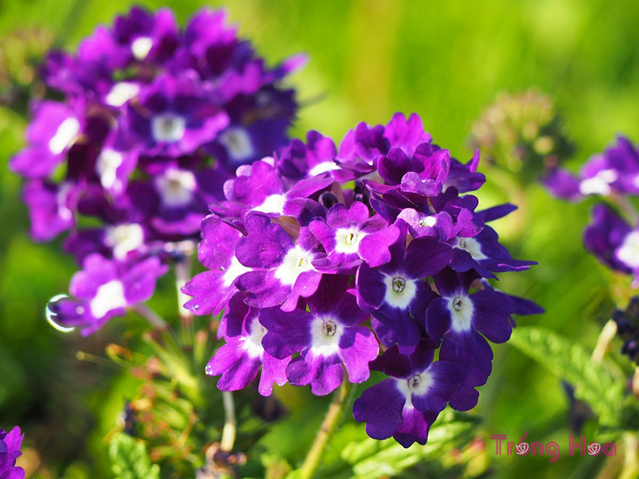 Hoa vân anh - Verbena