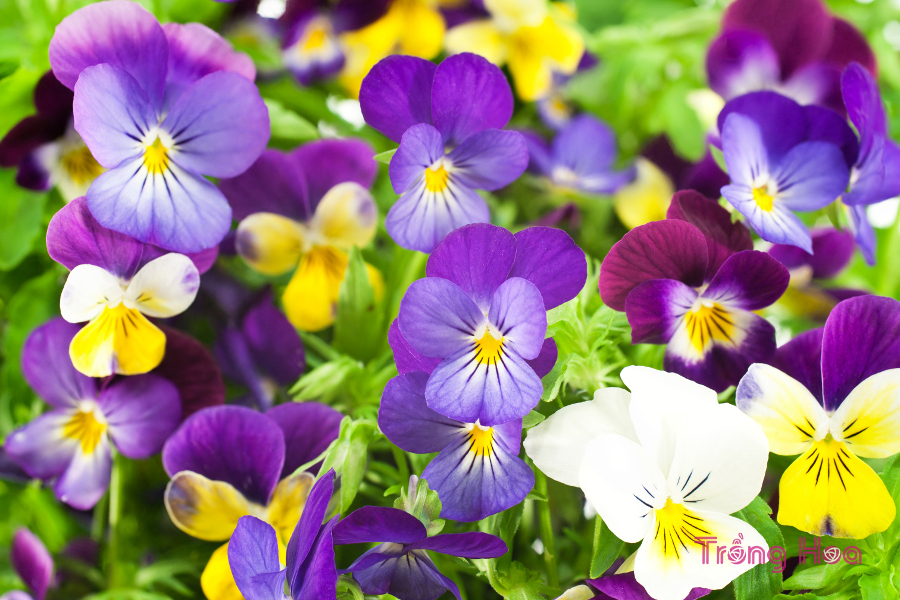 Cách cắt tỉa hoa pansy và mẹo để có được nhiều hoa hơn