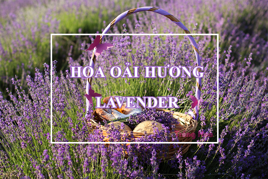 Hoa oải hương (Lavender) - Lavandula