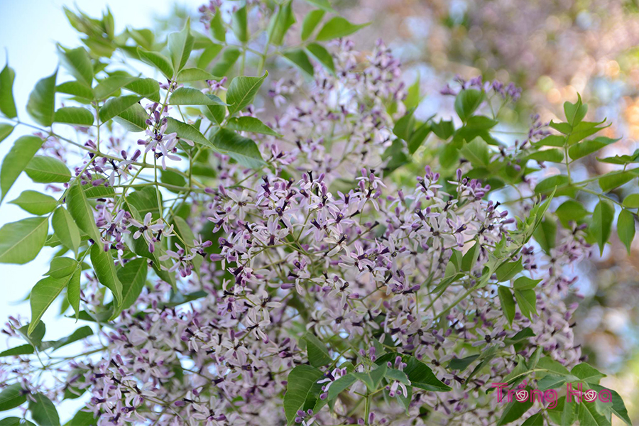 Hoa xoan (Chinaberry) - Melia azedarach