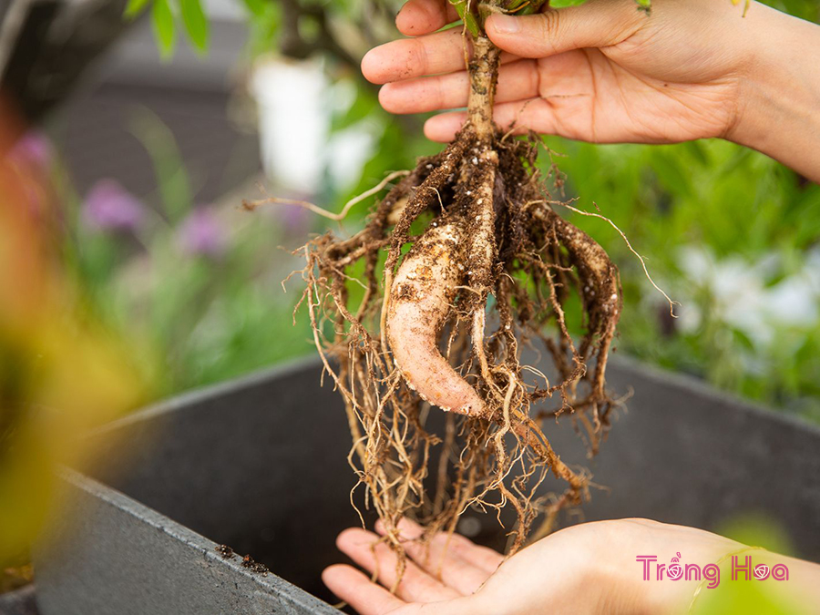Cách đào và chia củ rễ nhân giống hoa thược dược