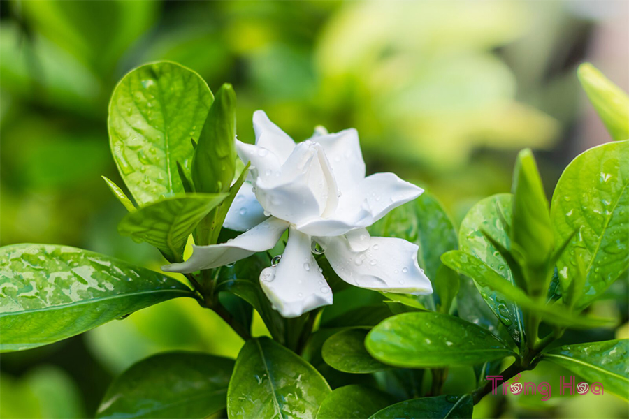 Thưởng thức những bài thơ hay về hoa dành dành