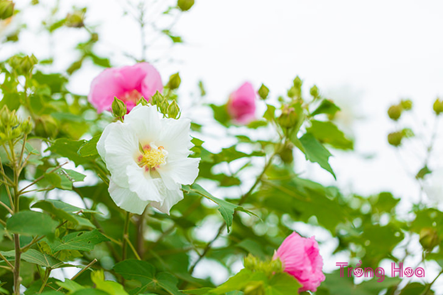 Hoa phù dung (Confederate Rose) - Hibiscus Mutabilis