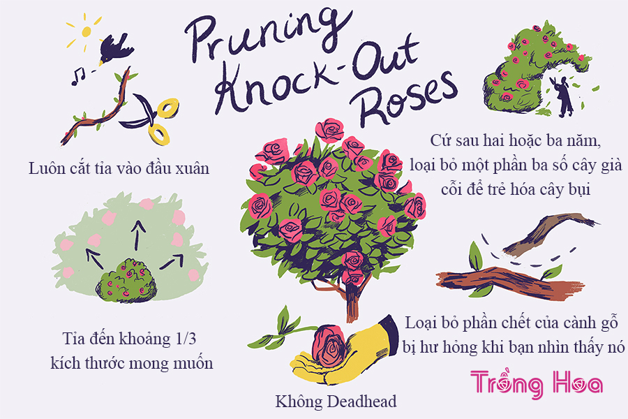 Cách cắt tỉa hoa hồng Knockout theo từng mùa