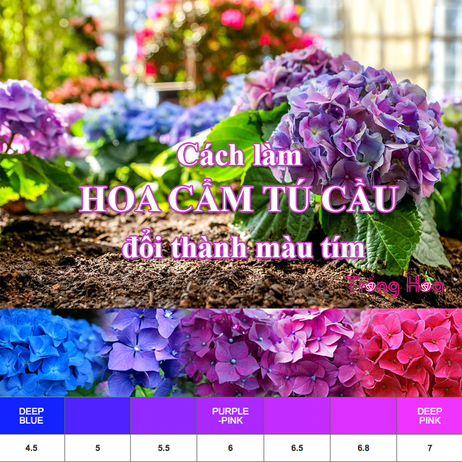 Cách làm cho hoa cẩm tú cầu đổi thành màu tím