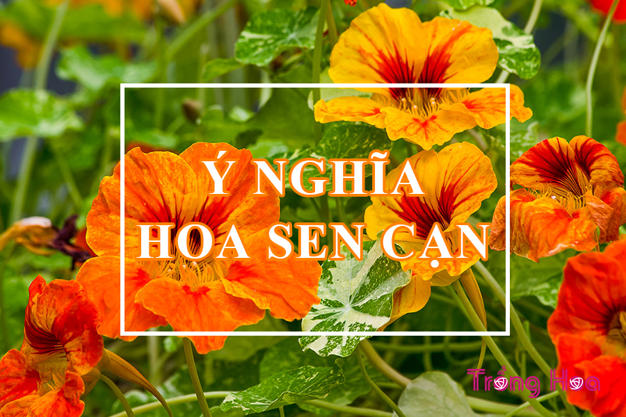 Ý nghĩa hoa sen cạn biểu tượng của sự nỗ lực chiến thắng