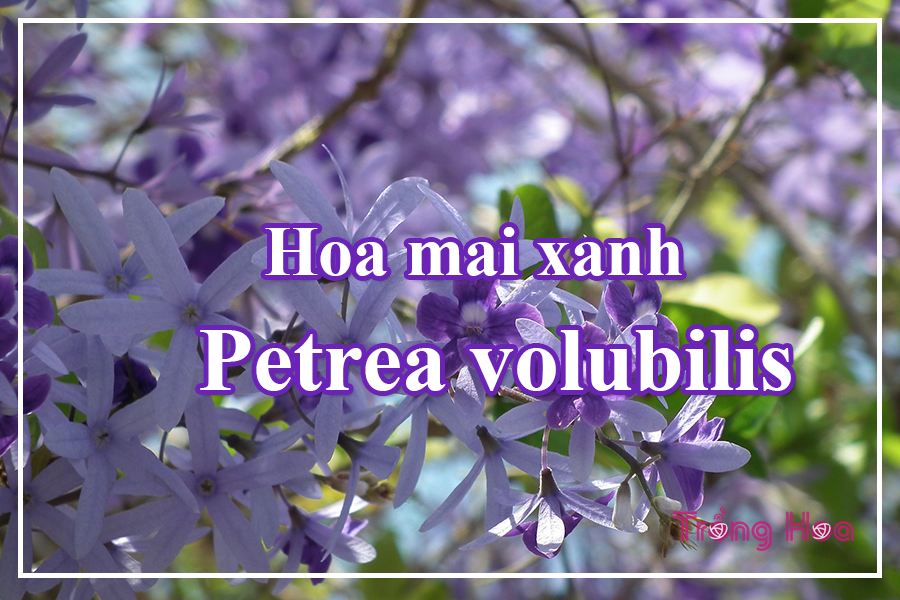 Hoa mai xanh - Petrea volubilis