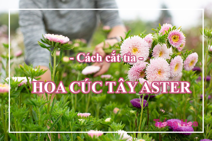 Cách cắt tỉa cây hoa cúc tây Aster lâu năm