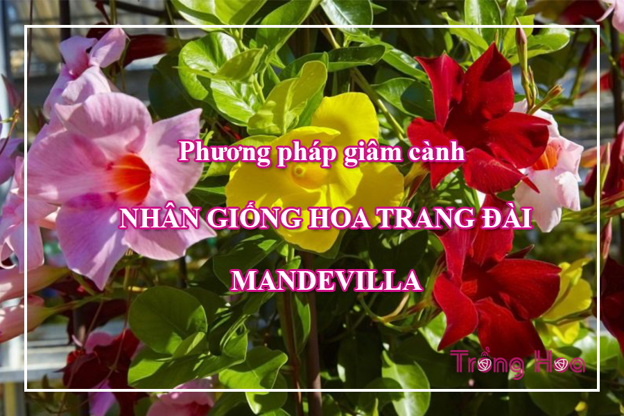 Nhân giống hoa trang đài bằng cách giâm cành