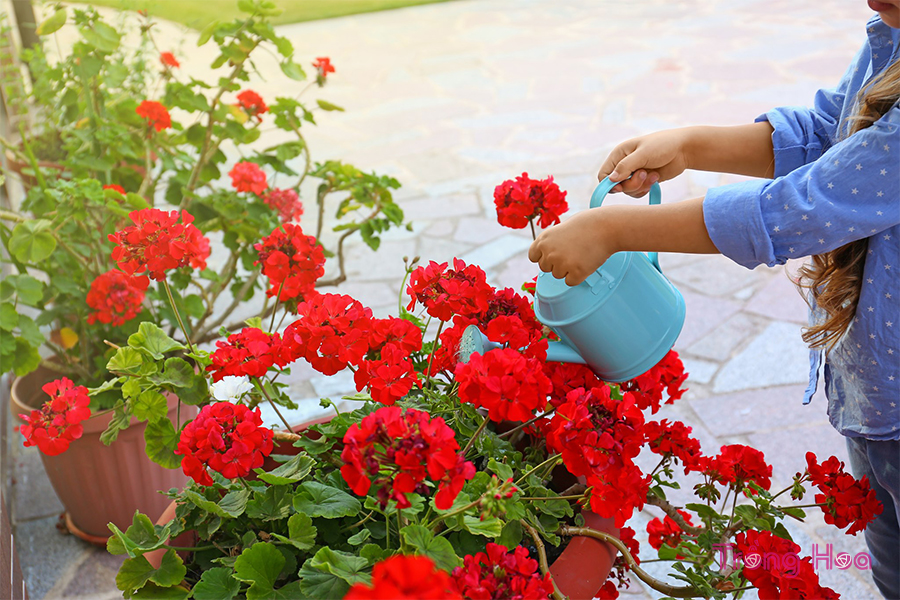 Hoa phong lữ thảo - Geranium