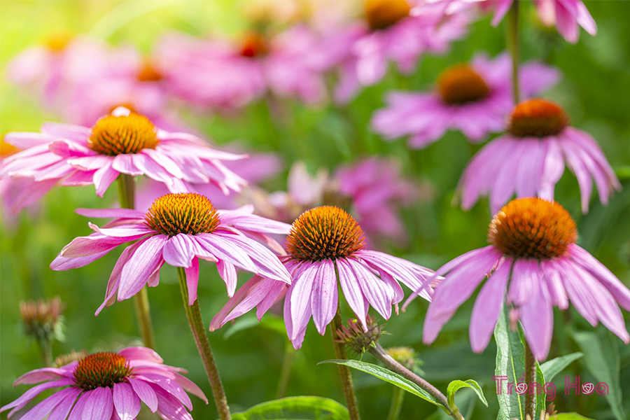 3 Cách cắt tỉa hoa cúc tím Coneflowers