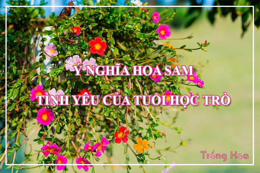 Ý nghĩa của hoa sam tượng trưng cho tình yêu tuổi học trò