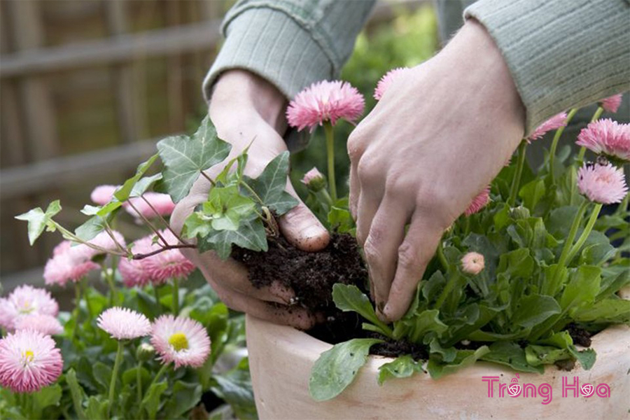 Cách trồng chậu hoa cúc với cây thường xuân để trưng bày