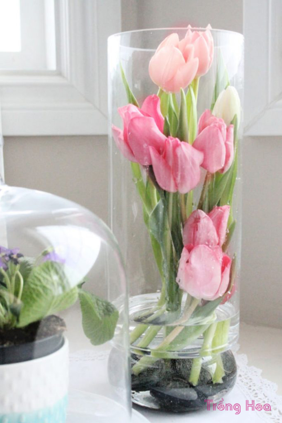 Ý tưởng cắm hoa tulip hiện đại cho mùa xuân